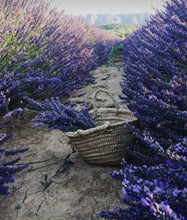 Lavender Flowers 💜