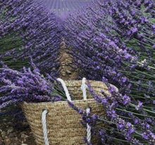 Lavender Flowers 💜